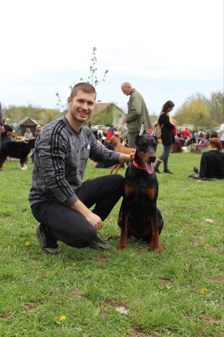 House store of doberman